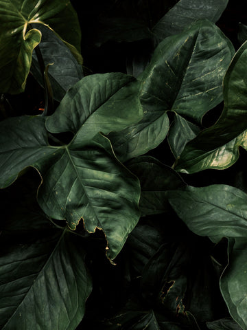 Green leaves in soft light